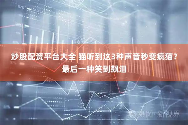 炒股配资平台大全 猫听到这3种声音秒变疯猫？最后一种笑到飙泪